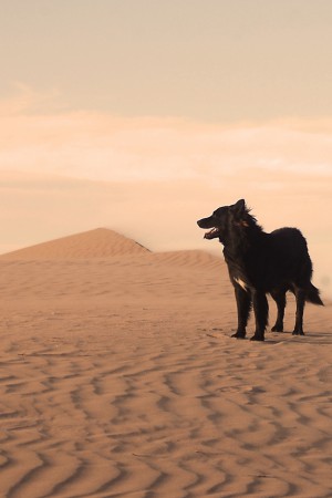 EL  "CARPO" en los medanos